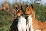 BASENJI 028